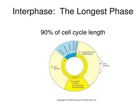 What Stage Of The Cell Cycle Is The Longest