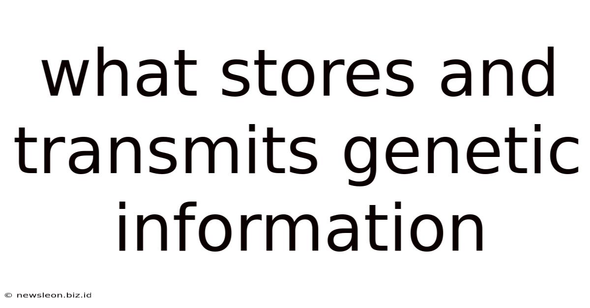 What Stores And Transmits Genetic Information