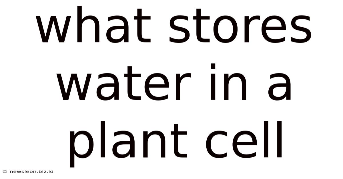 What Stores Water In A Plant Cell