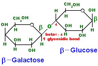 What Two Monosaccharides Make Up Lactose