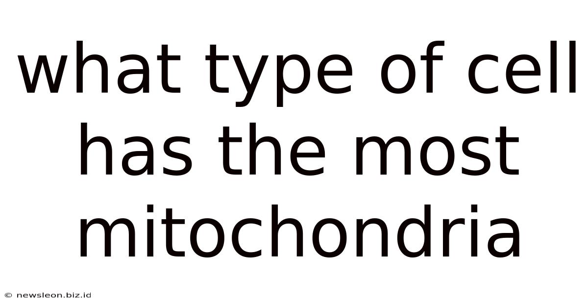 What Type Of Cell Has The Most Mitochondria