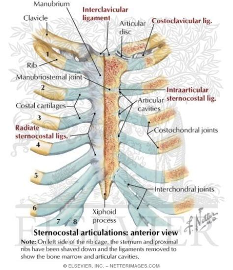 What Type Of Joint Is Between The Sternum And Rib