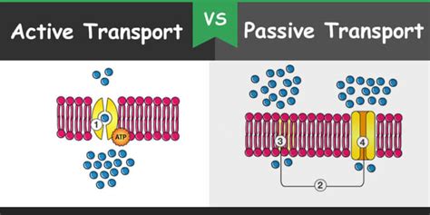 Whats The Difference Between Passive And Active Transport