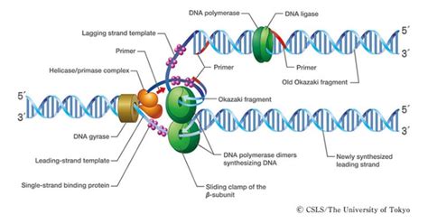 When Does Dna Replication Occur In A Eukaryotic Cell