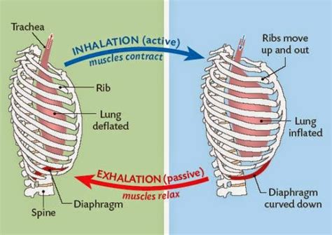 When The Diaphragm And External Intercostal Muscles Contract