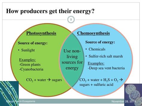 Where Do Producers Get Their Energy From