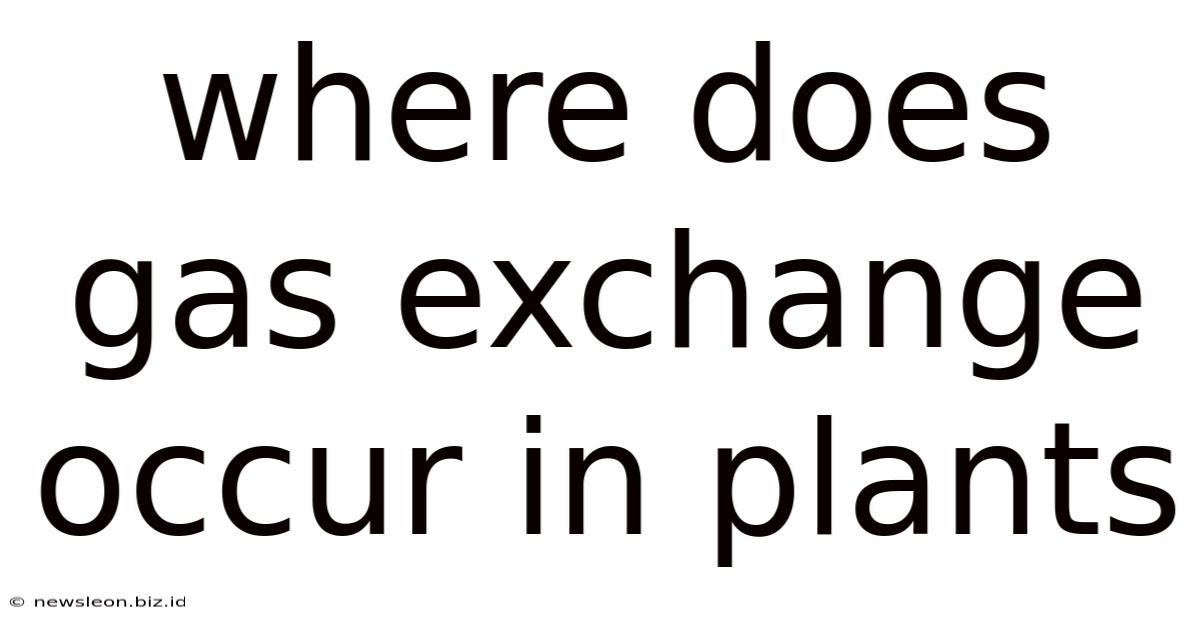 Where Does Gas Exchange Occur In Plants