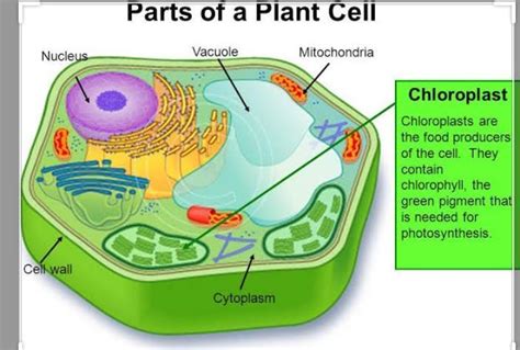 Where In A Plant Cell Is Chlorophyll Found