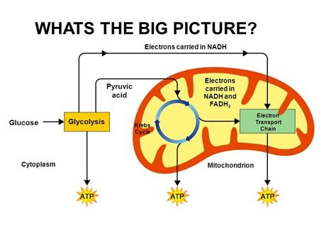 Where In The Mitochondria Does The Krebs Cycle Occur