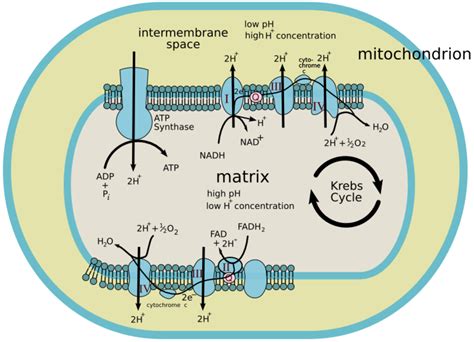 Where In The Mitochondria Does The Krebs Cycle Take Place