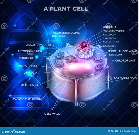 Where Is Dna Located In A Plant Cell