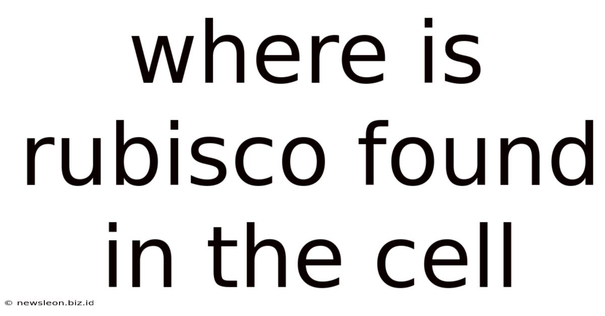 Where Is Rubisco Found In The Cell