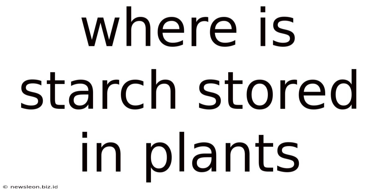 Where Is Starch Stored In Plants