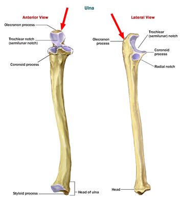 Where Is The Olecranon Process Found