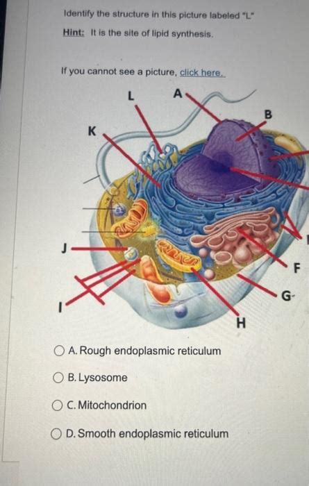 Where Is The Site Of Lipid Synthesis