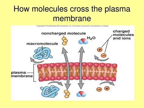 Whether A Molecule Can Cross The Plasma Membrane Depends Upon