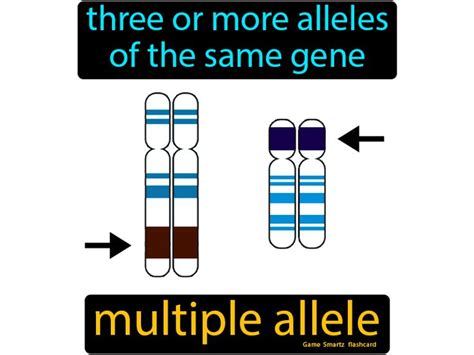 Which Are Different Forms Of The Same Gene