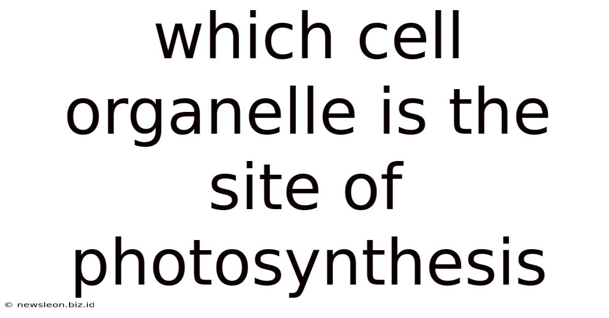 Which Cell Organelle Is The Site Of Photosynthesis