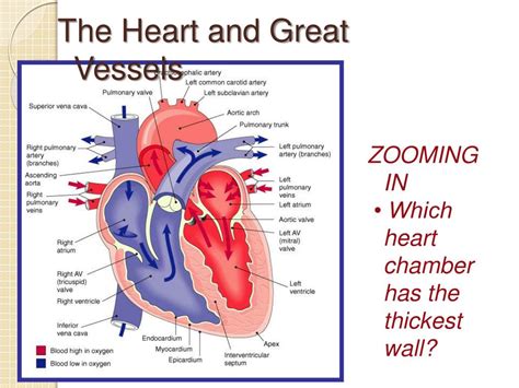 Which Chamber Of Heart Has Thickest Wall