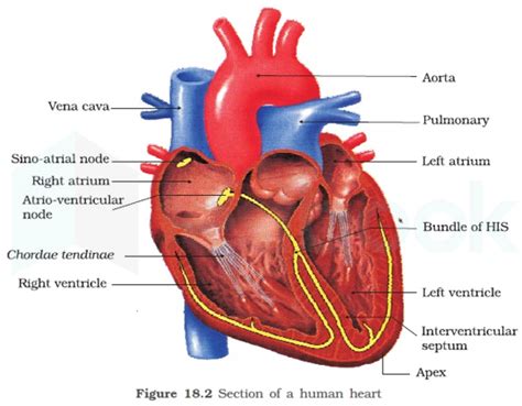 Which Chamber Of The Heart Has The Thickest Muscular Wall