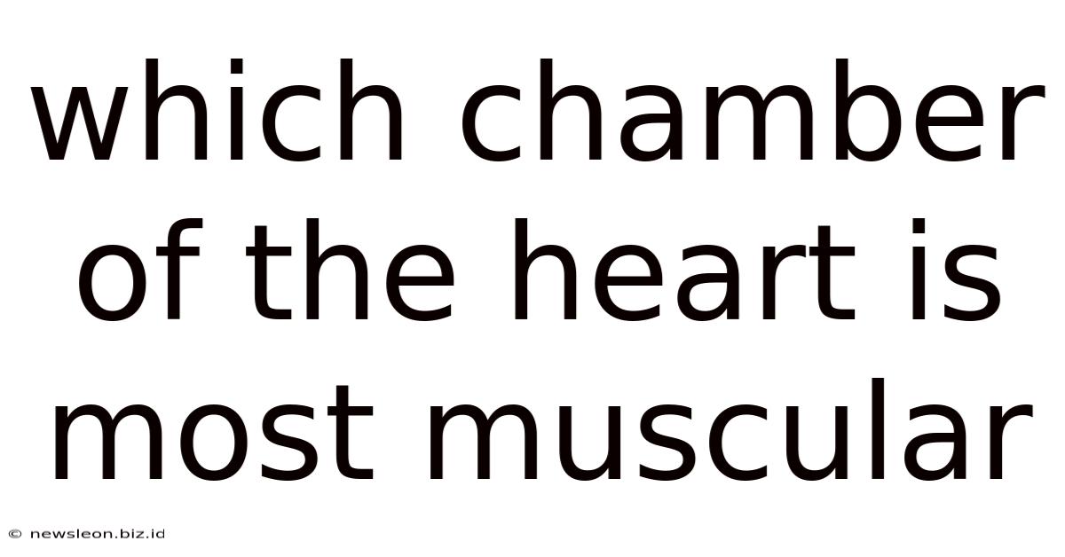 Which Chamber Of The Heart Is Most Muscular