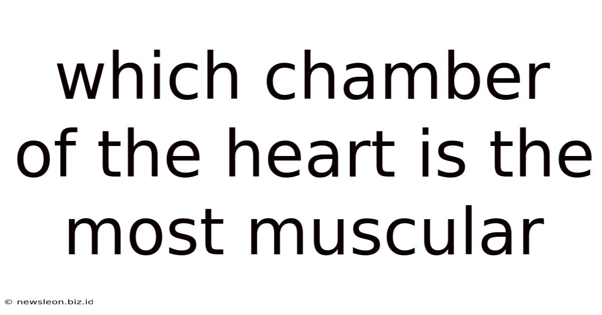 Which Chamber Of The Heart Is The Most Muscular