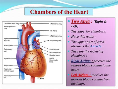 Which Chambers Of The Heart Have Thicker Walls