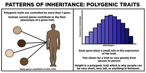 Which Definition Best Describes Polygenic Traits