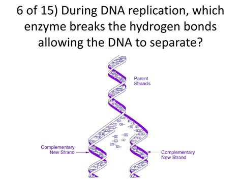 Which Enzyme Breaks The Hydrogen Bonds During Replication