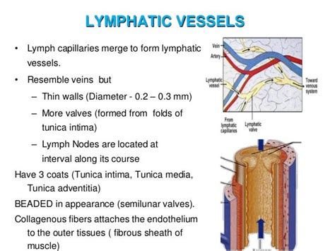 Which Fluid Does Lymph Most Closely Resemble