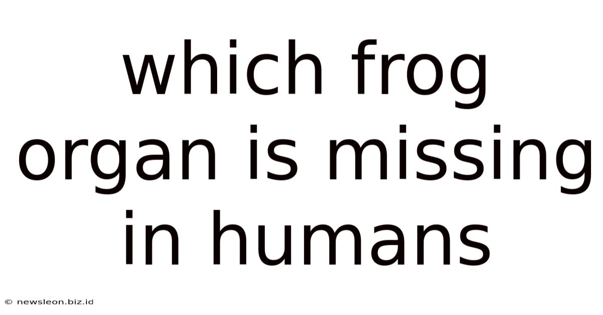 Which Frog Organ Is Missing In Humans