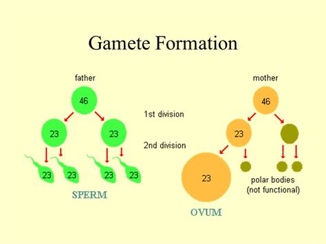 Which Gametes Can A Rryy Plant Produce