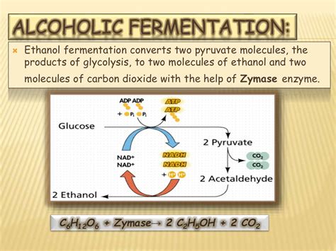 Which Is A Similarity Between Alcohol Fermentation And Aerobic Respiration