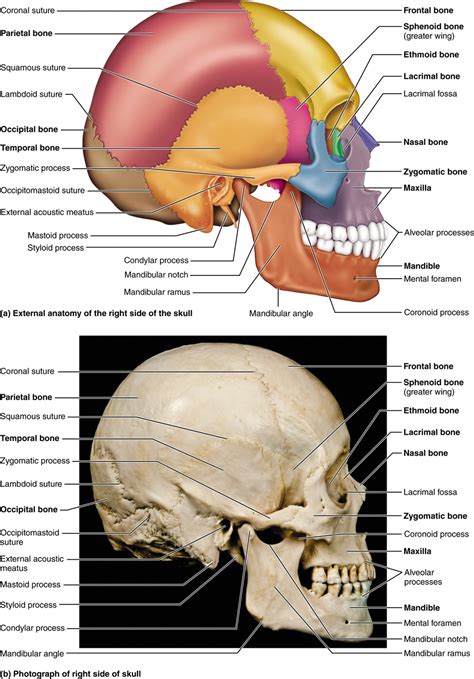 Which Is Not A Cranial Bone Of The Skull