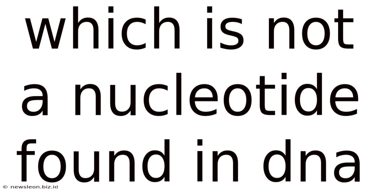 Which Is Not A Nucleotide Found In Dna