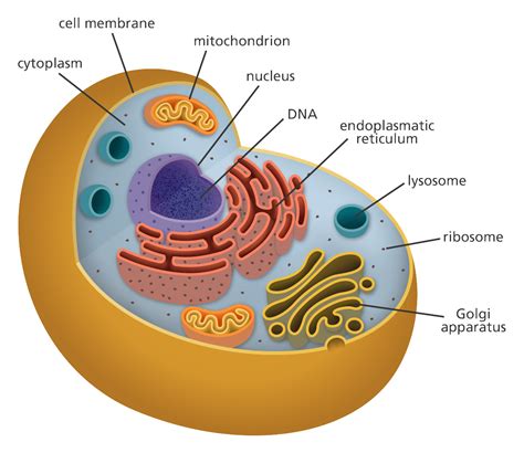 Which Is Not True About The Cell Theory