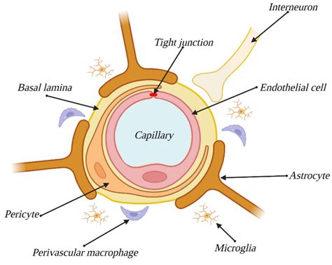 Which Neuroglial Cells Help Form The Blood-brain Barrier