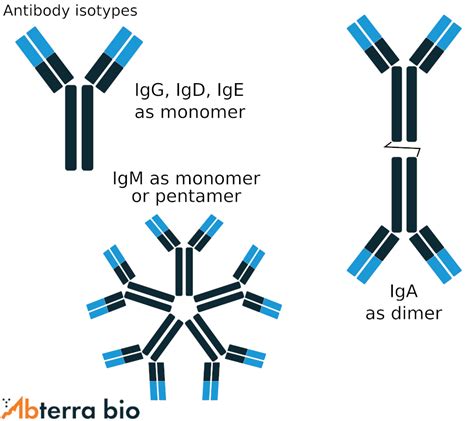 Which Of The Following Antibodies Is A Pentamer