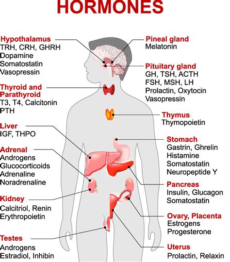 Which Of The Following Are Characteristics Of Hormones