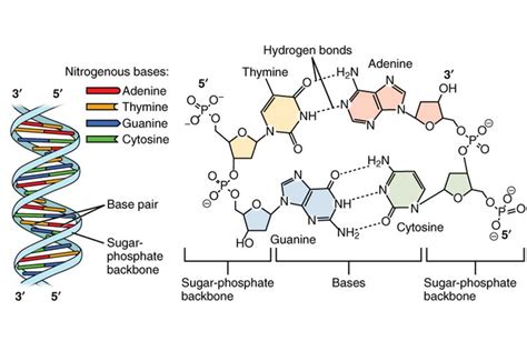 Which Of The Following Are Components Of A Nucleotide