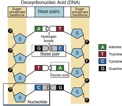 Which Of The Following Are Components Of Nucleotides