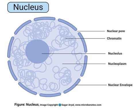 Which Of The Following Are Contained In The Nucleus