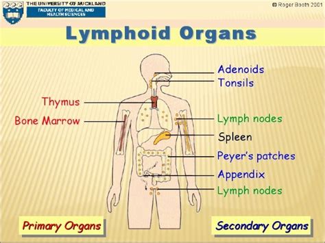 Which Of The Following Are Primary Lymphoid Organs