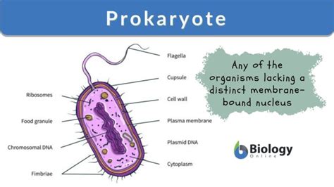 Which Of The Following Are Prokaryotes