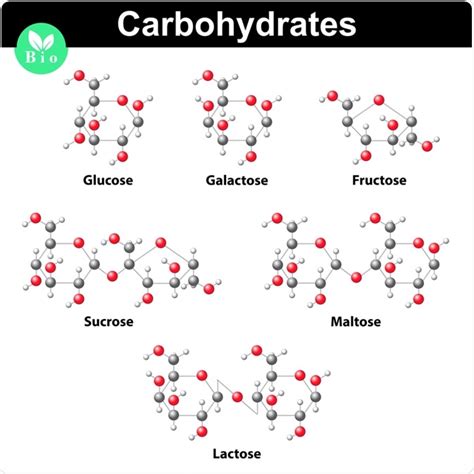 Which Of The Following Are Structural Carbohydrate Molecules