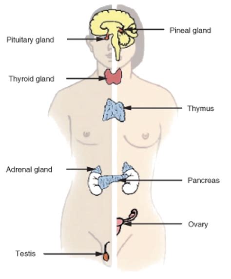 Which Of The Following Best Defines Homeostasis