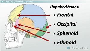 Which Of The Following Bones Is Unpaired