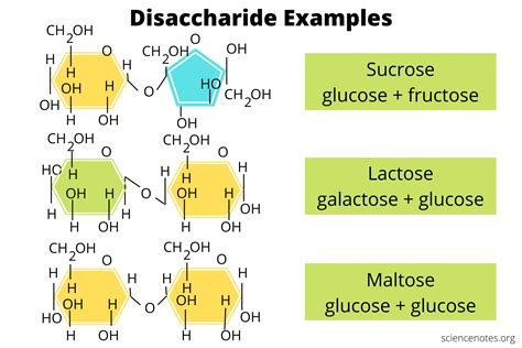 Which Of The Following Carbohydrates Is A Disaccharide