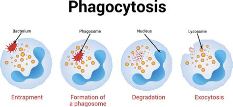 Which Of The Following Cells Is Phagocytic