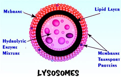 Which Of The Following Contains Hydrolytic Enzymes